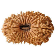 20 Mukhi Rudraksha Bead - Cosmic Wisdom of Lord Brahma | Brahmatells - BrahmatellsStore