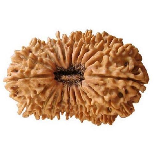 20 Mukhi Rudraksha Bead - Cosmic Wisdom of Lord Brahma | Brahmatells - BrahmatellsStore