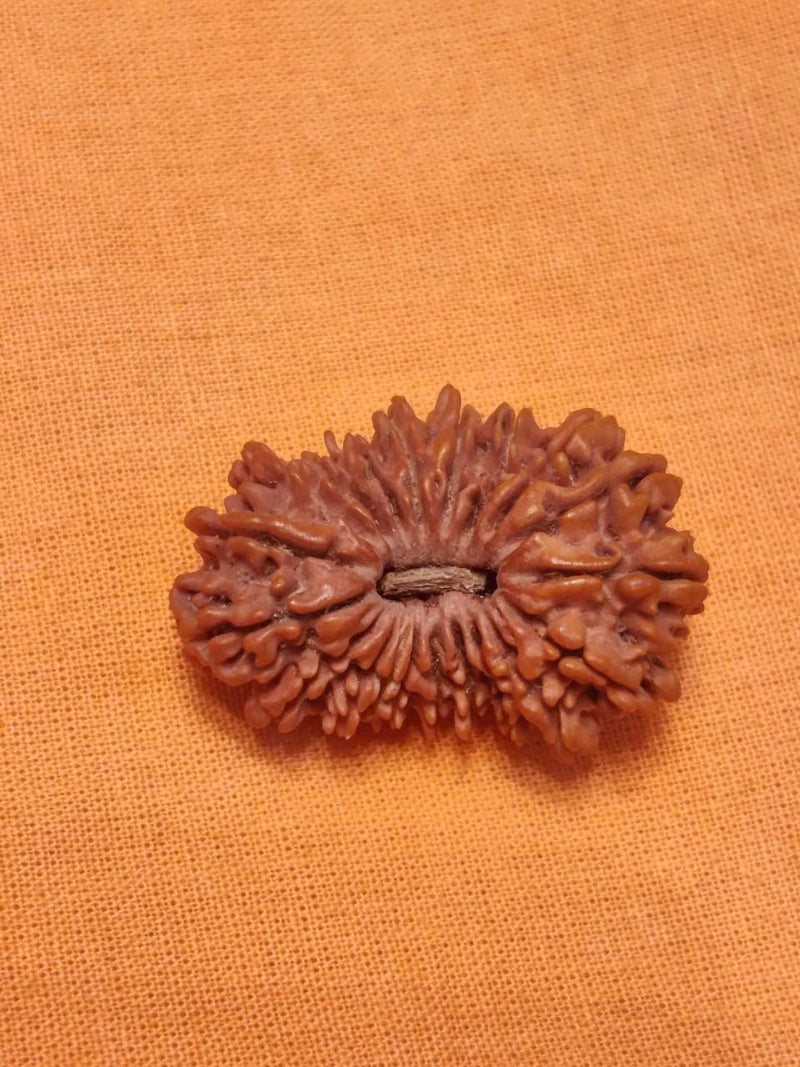 20 Mukhi Rudraksha Bead - Cosmic Wisdom of Lord Brahma | Brahmatells - BrahmatellsStore