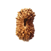20 Mukhi Rudraksha Java - Divine Trinity's Harmony & Prosperity | Brahmatells - BrahmatellsStore