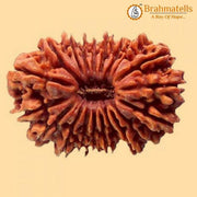 20 Mukhi Rudraksha Java - Divine Trinity's Harmony & Prosperity | Brahmatells - BrahmatellsStore