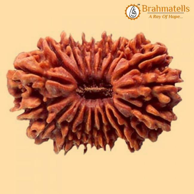 20 Mukhi Rudraksha Java - Divine Trinity's Harmony & Prosperity | Brahmatells - BrahmatellsStore