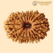 20 Mukhi Rudraksha Java - Divine Trinity's Harmony & Prosperity | Brahmatells - BrahmatellsStore