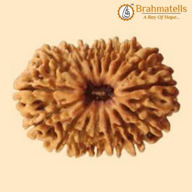 20 Mukhi Rudraksha Java - Divine Trinity's Harmony & Prosperity | Brahmatells - BrahmatellsStore