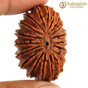 20 Mukhi Rudraksha Java - Divine Trinity's Harmony & Prosperity | Brahmatells - BrahmatellsStore