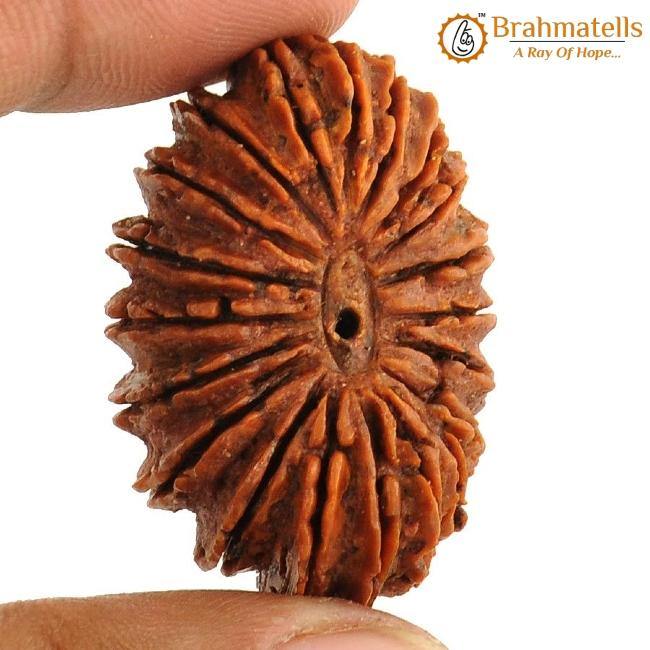 20 Mukhi Rudraksha Java - Divine Trinity's Harmony & Prosperity | Brahmatells - BrahmatellsStore