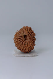 21 Mukhi Rudraksha from Nepal - Kubera's Blessing for Prosperity | Brahmatells - BrahmatellsStore