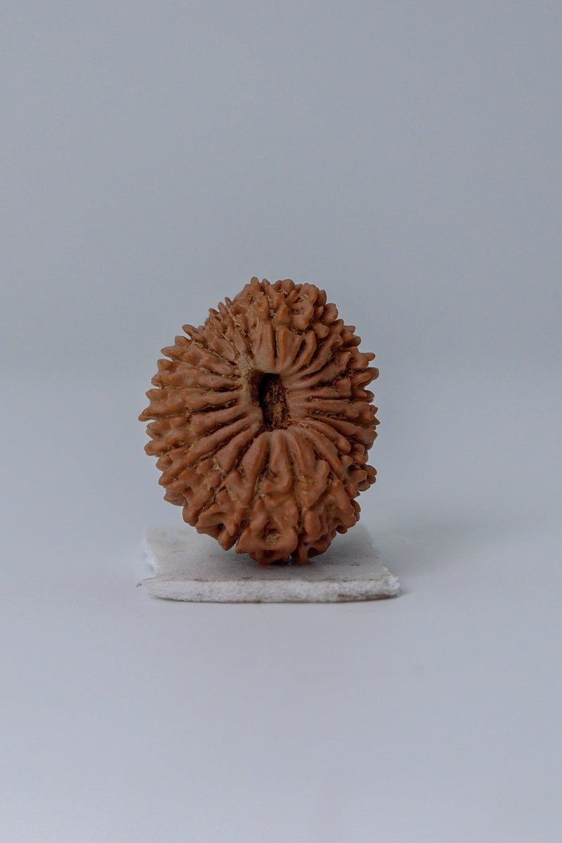 21 Mukhi Rudraksha from Nepal - Kubera's Blessing for Prosperity | Brahmatells - BrahmatellsStore