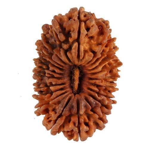 21 Mukhi Rudraksha from Nepal - Kubera's Blessing for Prosperity | Brahmatells - BrahmatellsStore