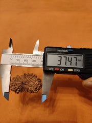 21 Mukhi Rudraksha from Nepal - Kubera's Blessing for Prosperity | Brahmatells - BrahmatellsStore