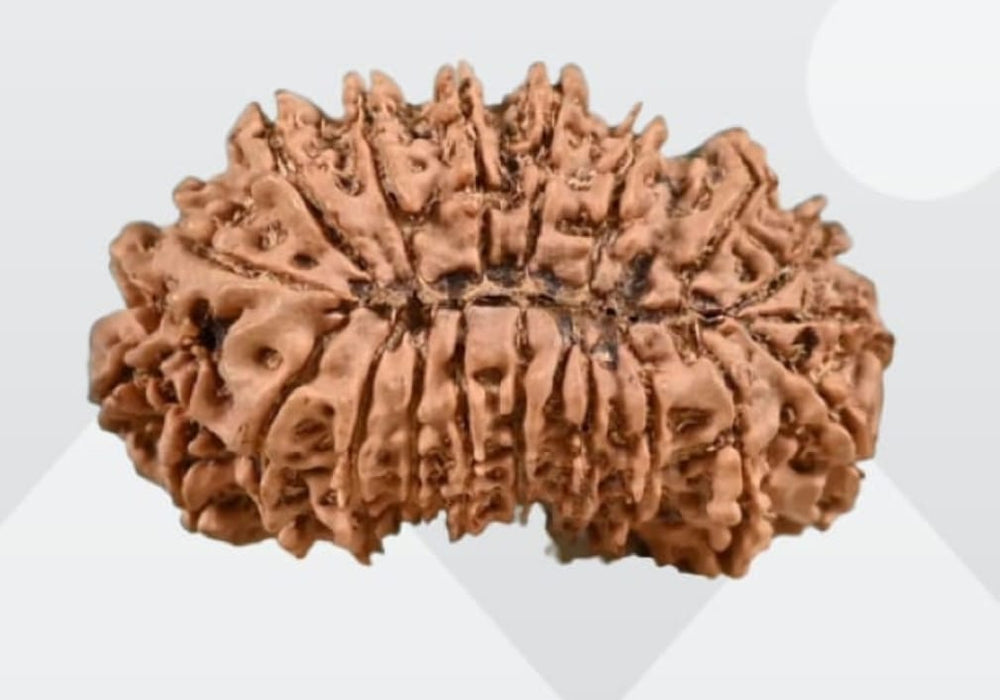 21 Mukhi Rudraksha from Nepal - Kubera's Blessing for Prosperity | Brahmatells - BrahmatellsStore