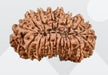 21 Mukhi Rudraksha from Nepal - Kubera's Blessing for Prosperity | Brahmatells - BrahmatellsStore