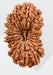 21 Mukhi Rudraksha from Nepal - Kubera's Blessing for Prosperity | Brahmatells - BrahmatellsStore