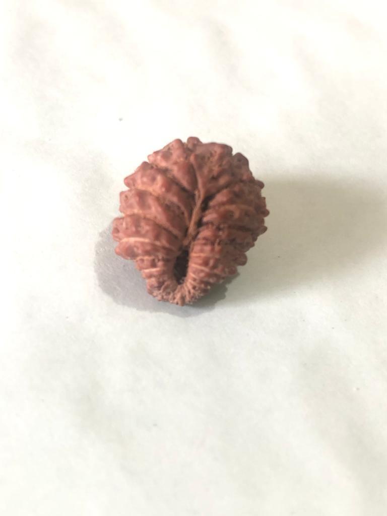 21 Mukhi Rudraksha Java - Attain Kubera's Wealth & Protection | Brahmatells - BrahmatellsStore