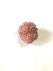 21 Mukhi Rudraksha Java - Attain Kubera's Wealth & Protection | Brahmatells - BrahmatellsStore