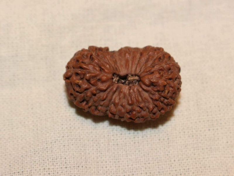 21 Mukhi Rudraksha Java - Attain Kubera's Wealth & Protection | Brahmatells - BrahmatellsStore