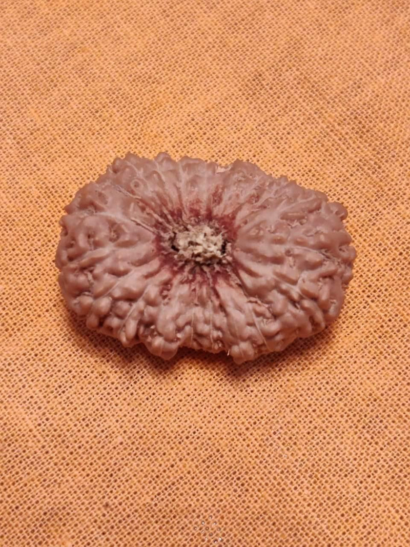 21 Mukhi Rudraksha Java - Attain Kubera's Wealth & Protection | Brahmatells - BrahmatellsStore