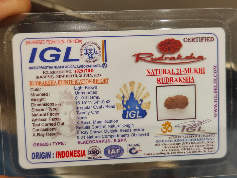 21 Mukhi Rudraksha Java - Attain Kubera's Wealth & Protection | Brahmatells - BrahmatellsStore