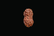 21 Mukhi Rudraksha Java - Attain Kubera's Wealth & Protection | Brahmatells - BrahmatellsStore