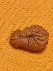 21 Mukhi Rudraksha Java - Attain Kubera's Wealth & Protection | Brahmatells - BrahmatellsStore