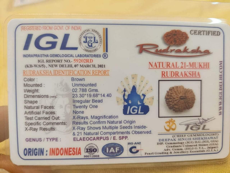 21 Mukhi Rudraksha Java - Attain Kubera's Wealth & Protection | Brahmatells - BrahmatellsStore