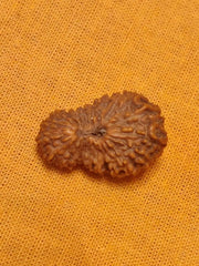 21 Mukhi Rudraksha Java - Attain Kubera's Wealth & Protection | Brahmatells - BrahmatellsStore