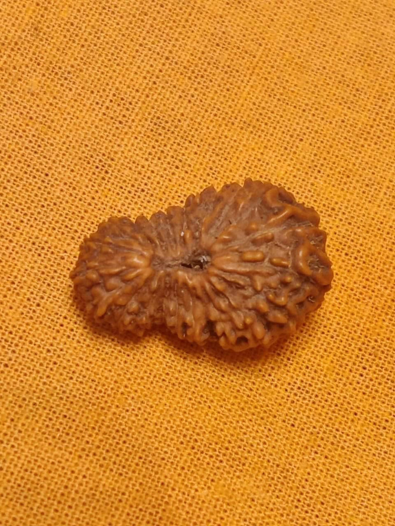 21 Mukhi Rudraksha Java - Attain Kubera's Wealth & Protection | Brahmatells - BrahmatellsStore
