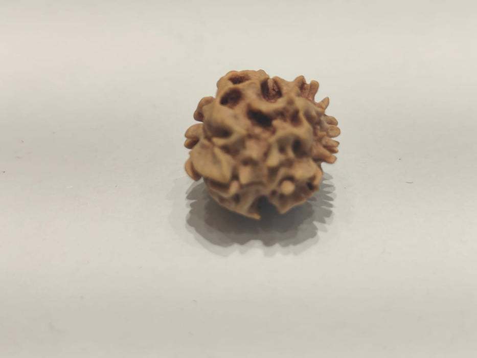 2 Mukhi Rudraksha Bead - Uniting Shiva & Shakti | Brahmatells