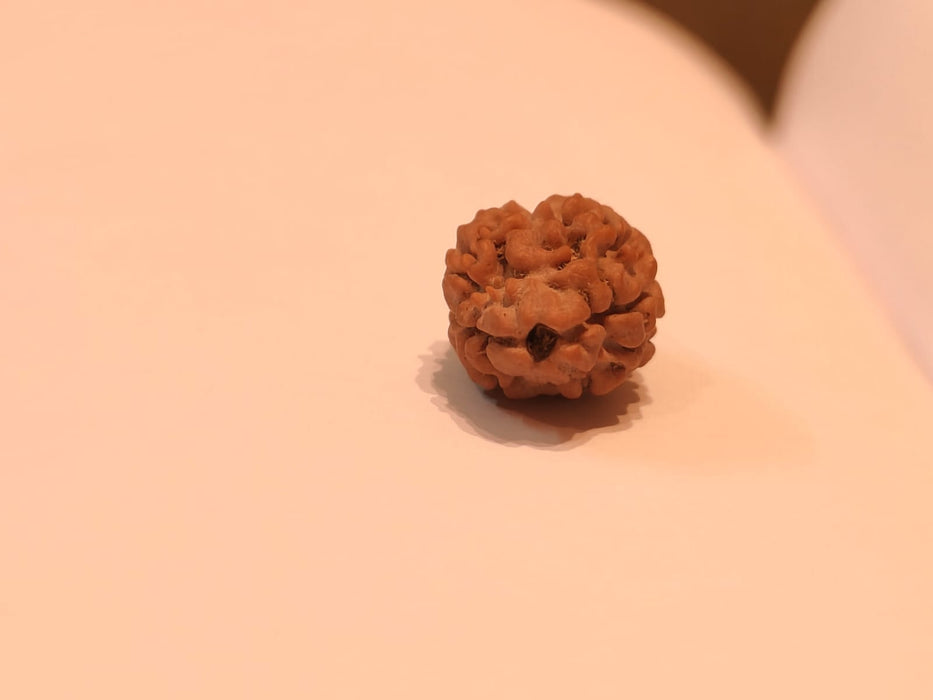 2 Mukhi Rudraksha Bead - Uniting Shiva & Shakti | Brahmatells