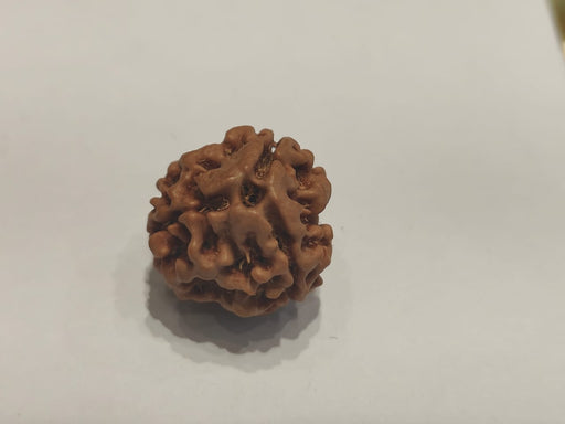 3 Mukhi Rudraksha from Nepal - Embrace the Power of Lord Agni | Brahmatells - BrahmatellsStore