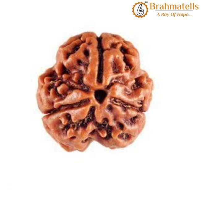 3 Mukhi Rudraksha from Nepal - Embrace the Power of Lord Agni | Brahmatells - BrahmatellsStore