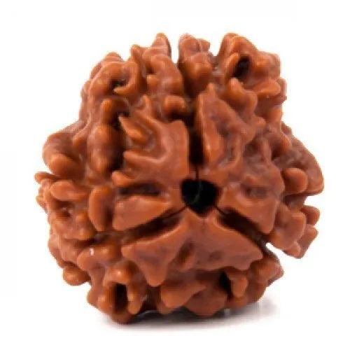 3 Mukhi Rudraksha from Nepal - Embrace the Power of Lord Agni | Brahmatells - BrahmatellsStore