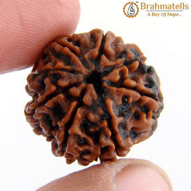 3 Mukhi Rudraksha from Nepal - Embrace the Power of Lord Agni | Brahmatells - BrahmatellsStore