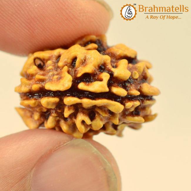 3 Mukhi Rudraksha from Nepal - Embrace the Power of Lord Agni | Brahmatells - BrahmatellsStore