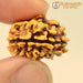 3 Mukhi Rudraksha from Nepal - Embrace the Power of Lord Agni | Brahmatells - BrahmatellsStore