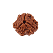 3 Mukhi Rudraksha Java - Embrace the Power of Agni | Brahmatells - BrahmatellsStore
