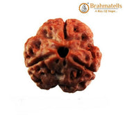 3 Mukhi Rudraksha Java - Embrace the Power of Agni | Brahmatells - BrahmatellsStore