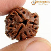 3 Mukhi Rudraksha Java - Embrace the Power of Agni | Brahmatells - BrahmatellsStore