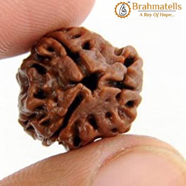 3 Mukhi Rudraksha Java - Embrace the Power of Agni | Brahmatells - BrahmatellsStore