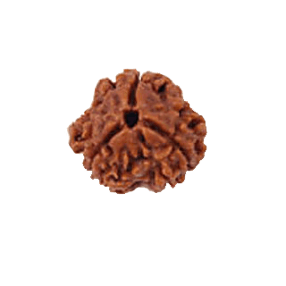 3 Mukhi Rudraksha Pendant - Embrace Agni's Transformative Power | Brahmatells - BrahmatellsStore