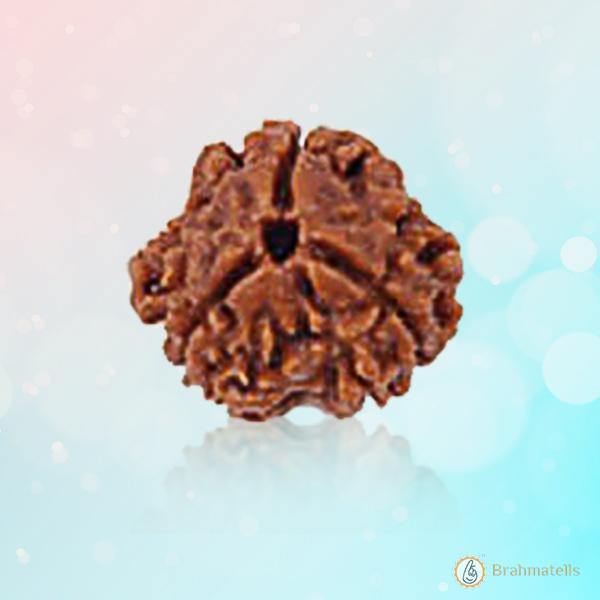 3 Mukhi Rudraksha Pendant - Embrace Agni's Transformative Power | Brahmatells - BrahmatellsStore