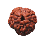 3 Mukhi Rudraksha Pendant - Embrace the Energy of Cosmic Fire | Brahmatells - BrahmatellsStore