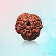3 Mukhi Rudraksha Pendant - Embrace the Energy of Cosmic Fire | Brahmatells - BrahmatellsStore
