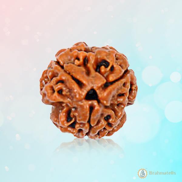 3 Mukhi Rudraksha Pendant - Harness Agni's Fiery Power | Brahmatells - BrahmatellsStore