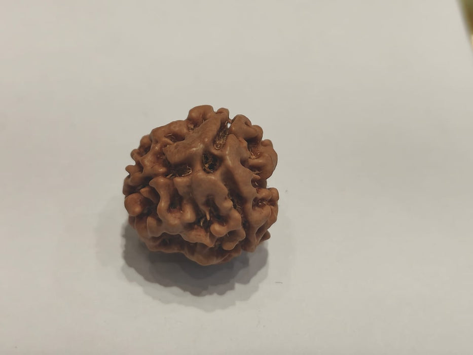 3 Mukhi Rudraksha from Nepal - Embrace the Power of Lord Agni | Brahmatells