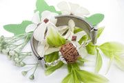 4 Mukhi Rudraksha Bracelet for Knowledge & Creativity | Brahmatells - BrahmatellsStore