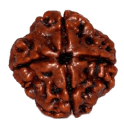 4 Mukhi Rudraksha Java - Wisdom of Lord Brahma | Brahmatells - BrahmatellsStore