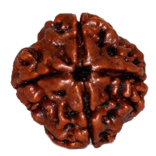 4 Mukhi Rudraksha Java - Wisdom of Lord Brahma | Brahmatells - BrahmatellsStore