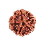 4 Mukhi Rudraksha Java - Wisdom of Lord Brahma | Brahmatells - BrahmatellsStore