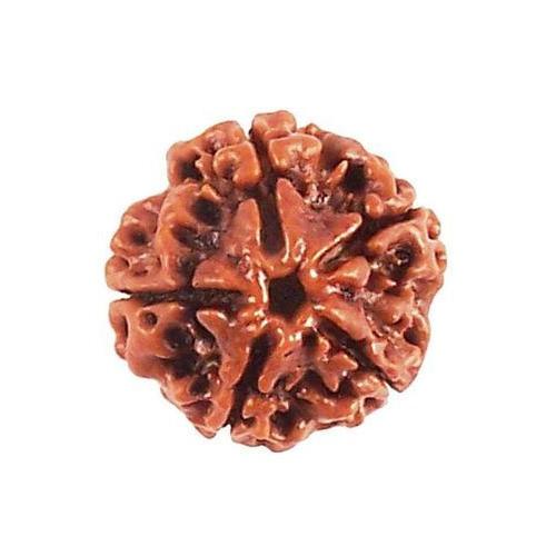 4 Mukhi Rudraksha Java - Wisdom of Lord Brahma | Brahmatells - BrahmatellsStore